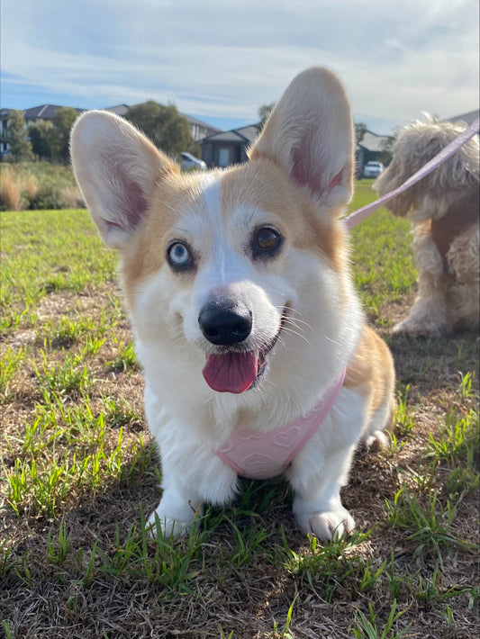 Pink Hearts Adjustable Harness