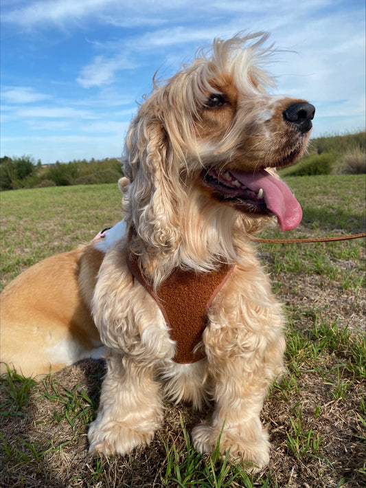 Teddy Adjustable Harness